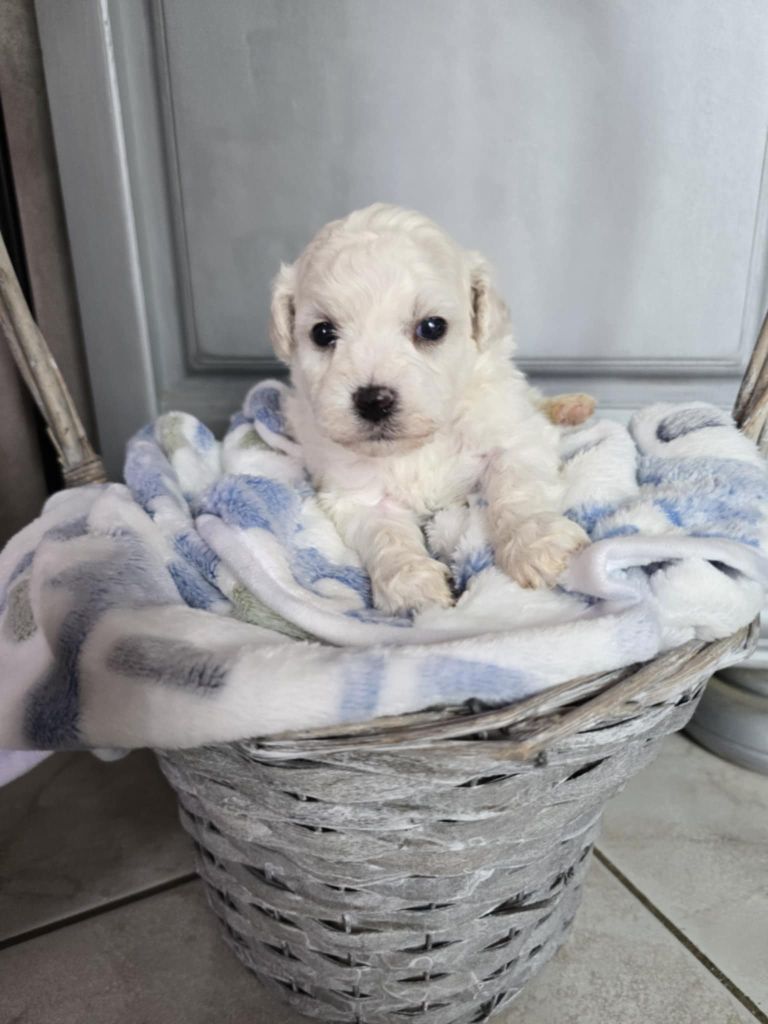 Des Foliepets - Chiots disponibles - Bichon Frise