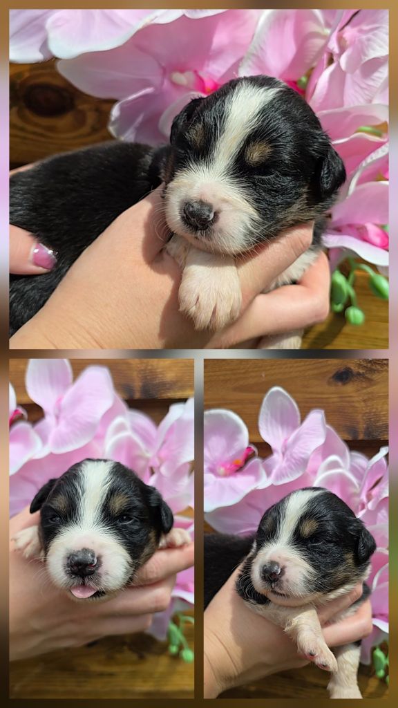 Des Foliepets - Chiots disponibles - Berger Australien