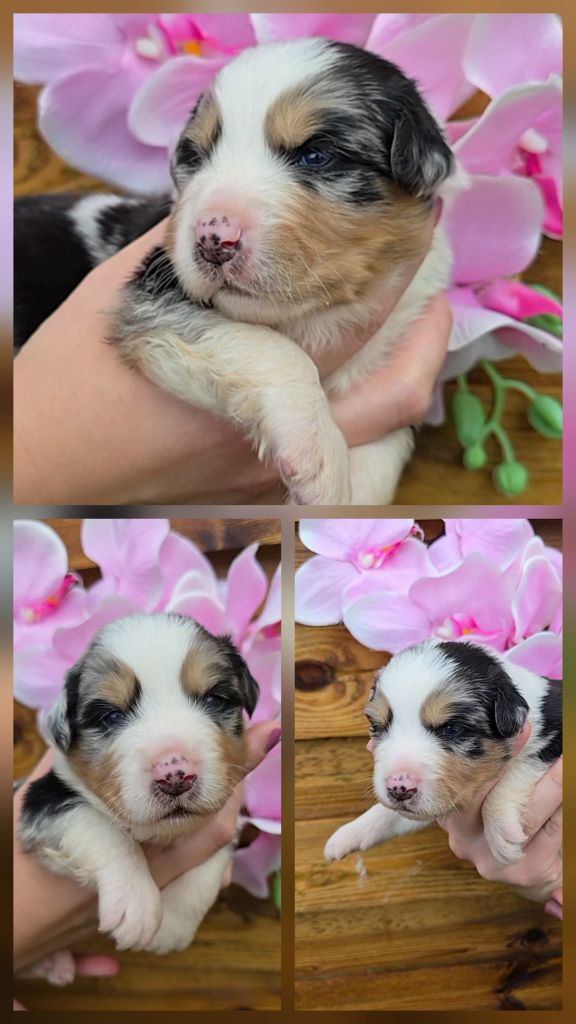 Des Foliepets - Chiots disponibles - Berger Australien
