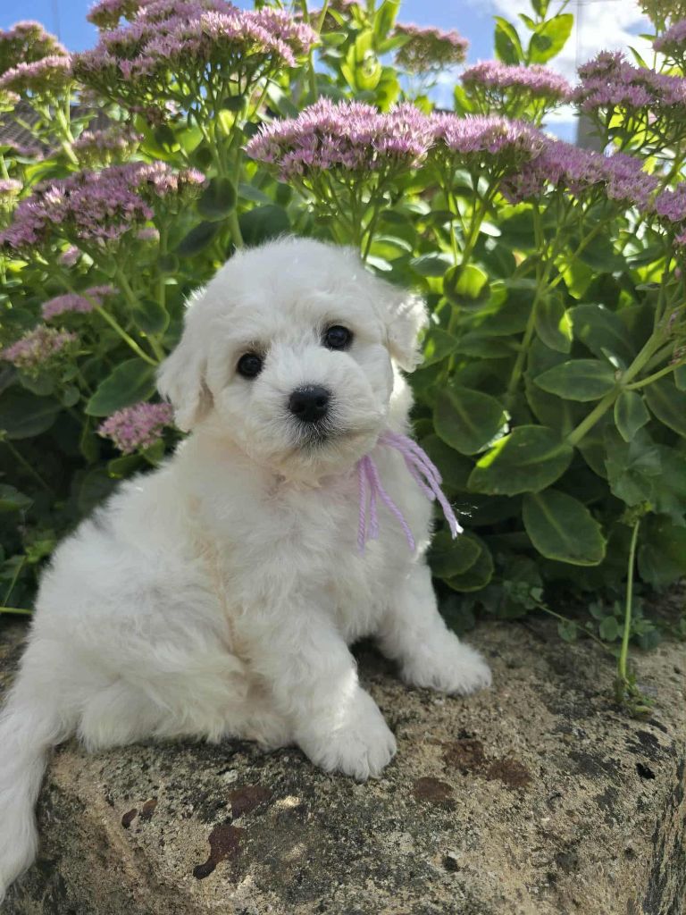 Des Foliepets - Chiots disponibles - Bichon Frise