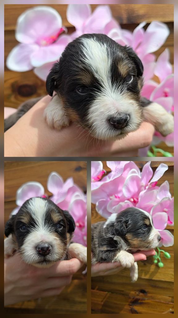 Des Foliepets - Chiots disponibles - Berger Australien
