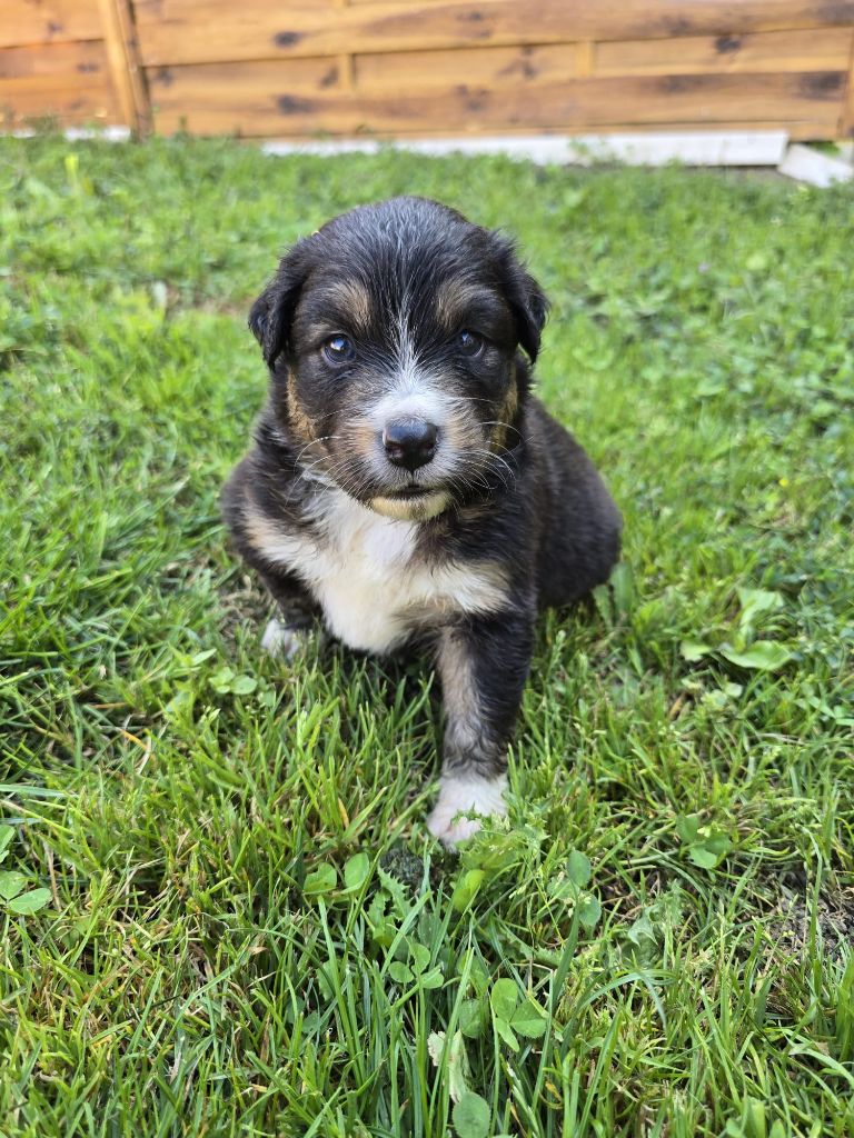 Des Foliepets - Chiots disponibles - Berger Australien