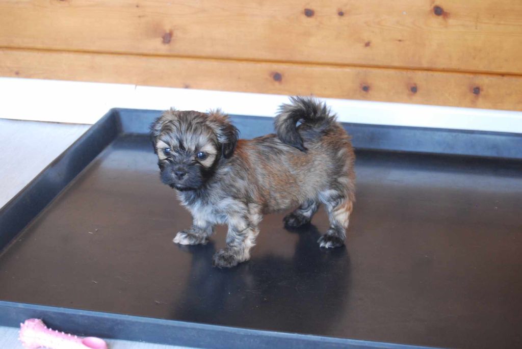 Des Foliepets - Lhassa Apso - Portée née le 07/05/2024
