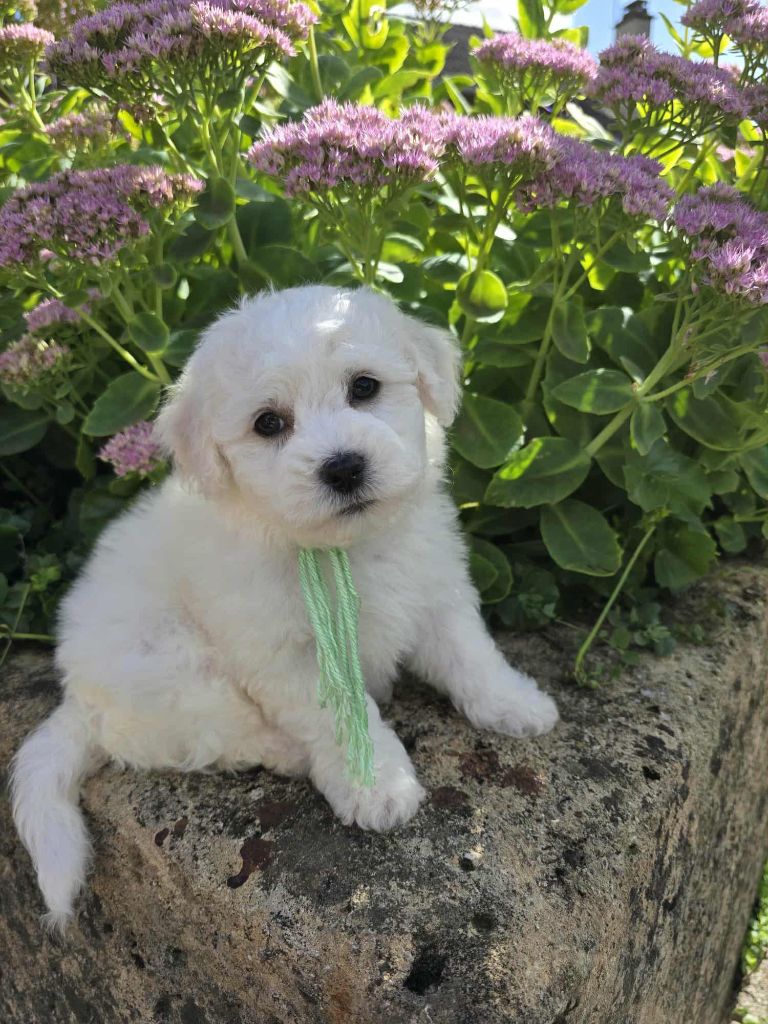 Des Foliepets - Chiots disponibles - Bichon Frise
