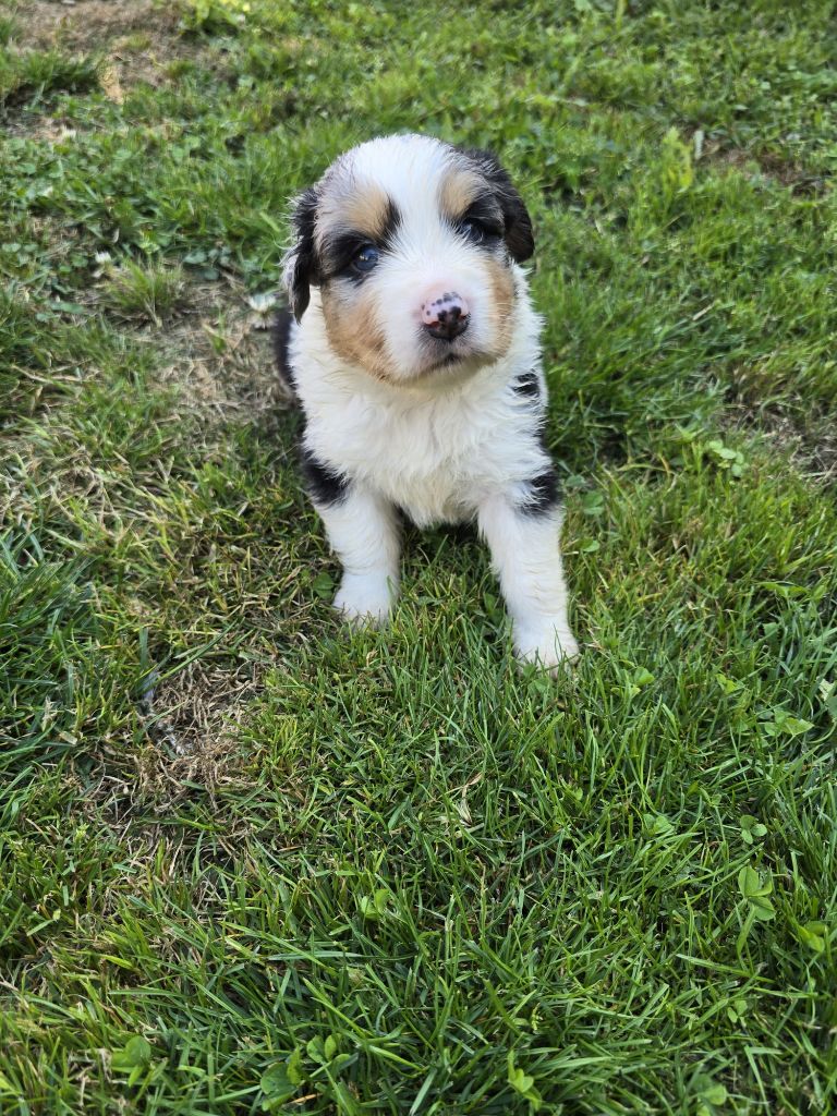 Des Foliepets - Chiots disponibles - Berger Australien