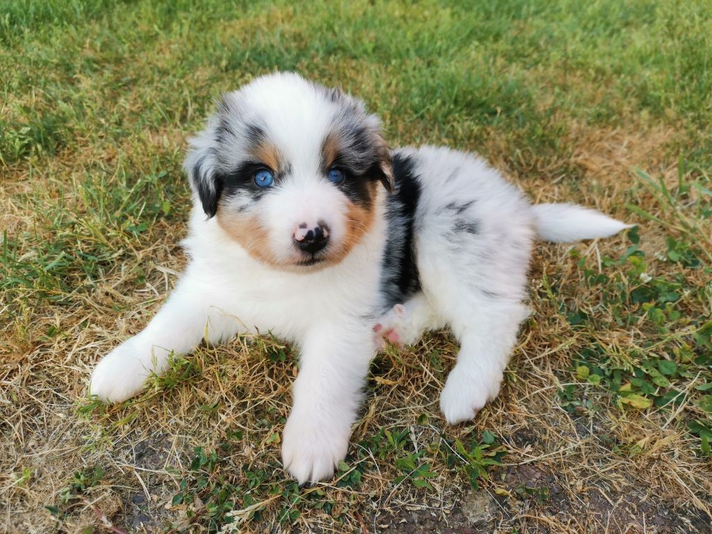 Des Foliepets - Berger Australien - Portée née le 28/04/2023