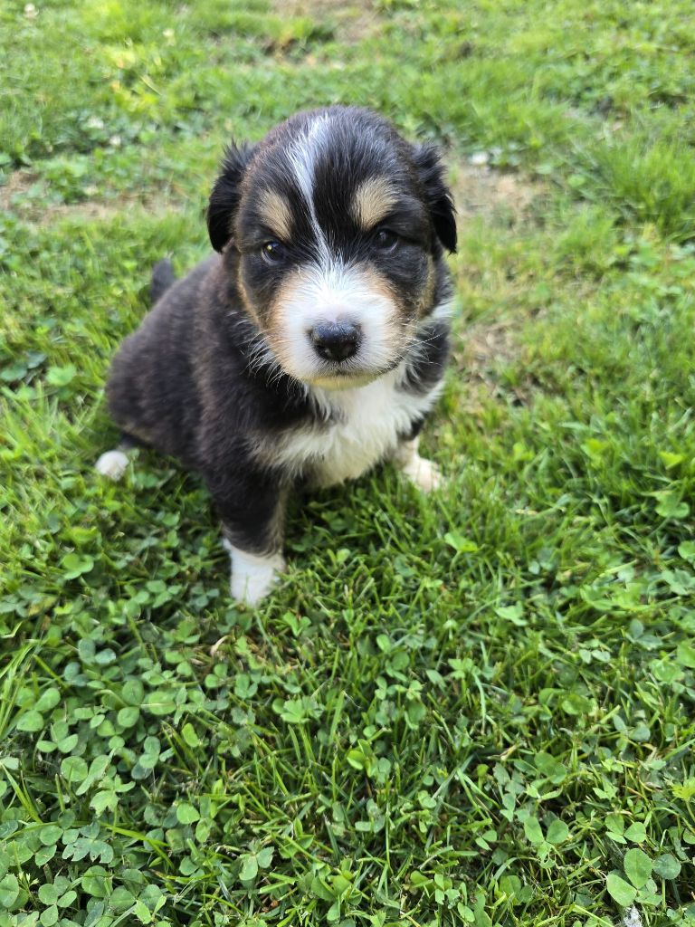 Des Foliepets - Chiots disponibles - Berger Australien