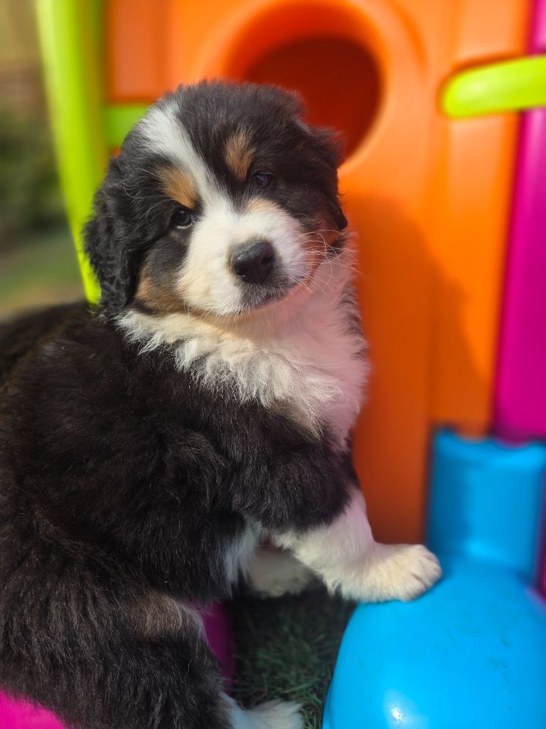 Des Foliepets - Chiots disponibles - Berger Australien