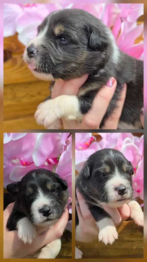 Des Foliepets - Chiots disponibles - Berger Australien